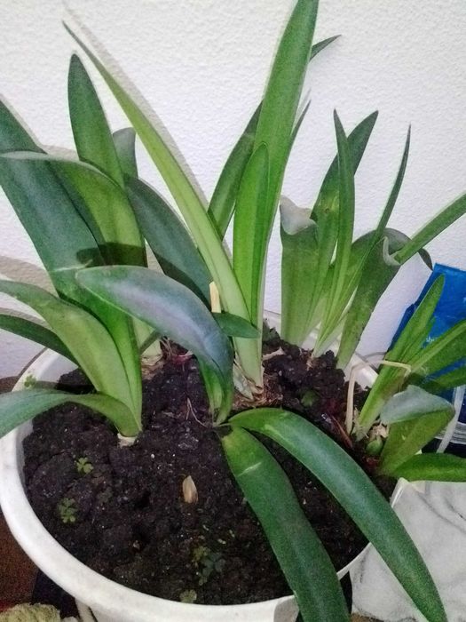 Planta que embeleza qualquer espaço