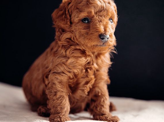 Śliszczy szczeniak  maltipoo f1b