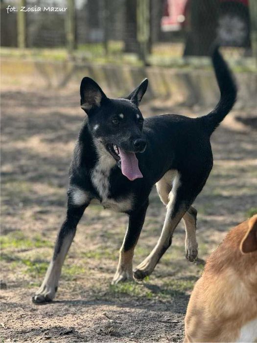 Kanka - nieśmiała i wrażliwa suczka szuka spokojnego domu - 626/24