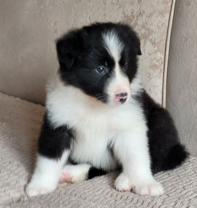 Border Collie Piesek  Zaprasza