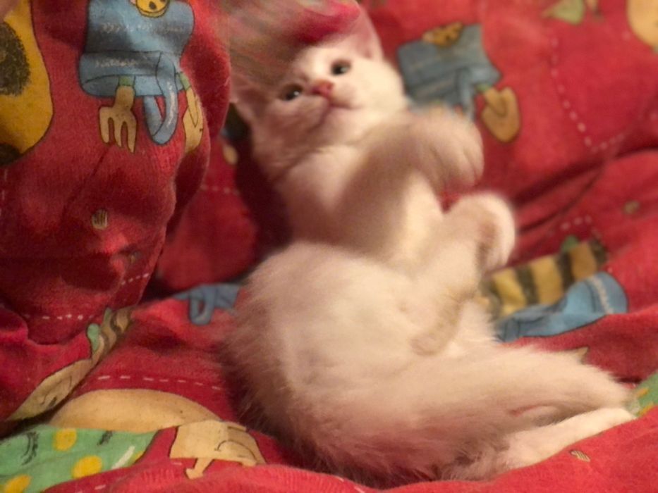 Котята мышеловы  Днепр