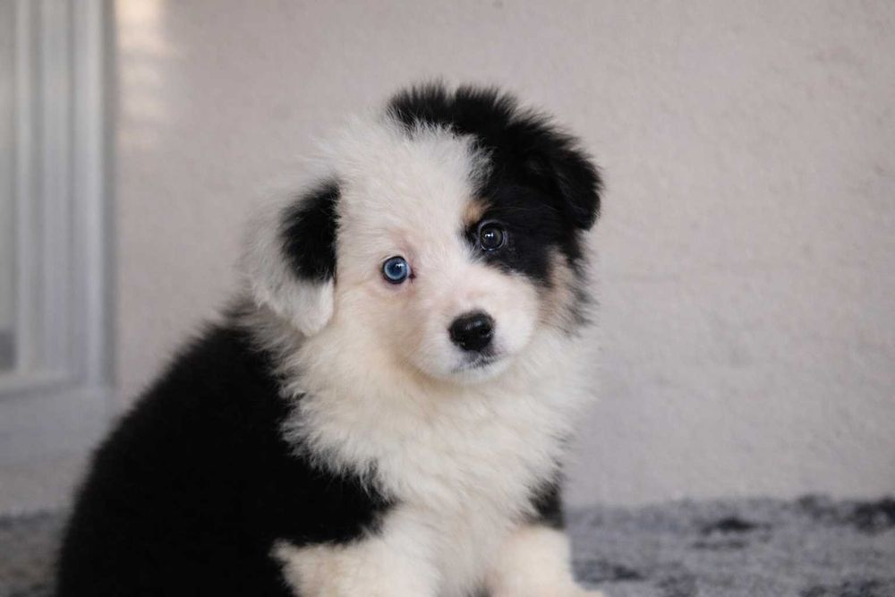 Pastor Americano Miniatura (Mini Pastor Australiano)