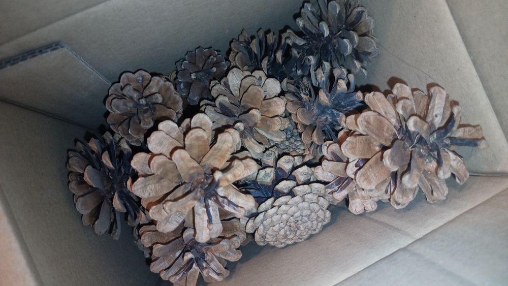 Szyszki naturalne, suszone