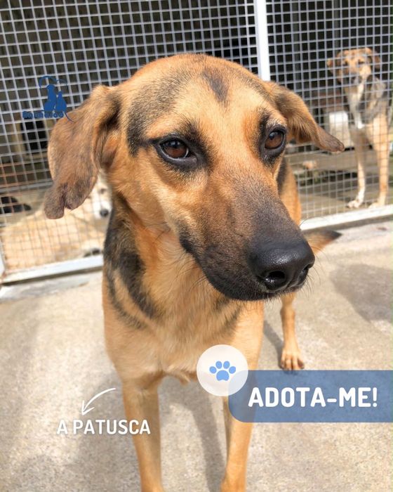 Patusca cadela jovem porte medio