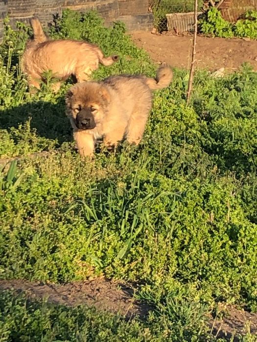 Цуценята кавказькоі вівчарки КСУ