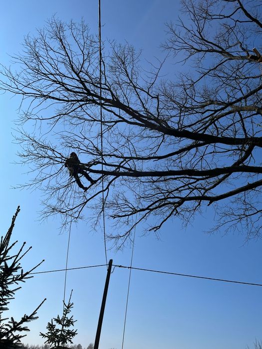 Wycinka i pielęgnacja drzew