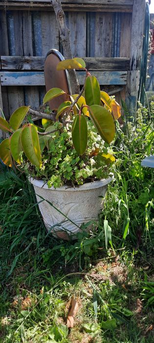 Vendo varias plantas