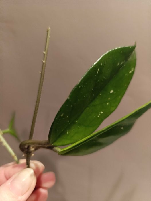 Philodendron scandens cięty  lub Scindapsus Argyreus Pictus lub inn
