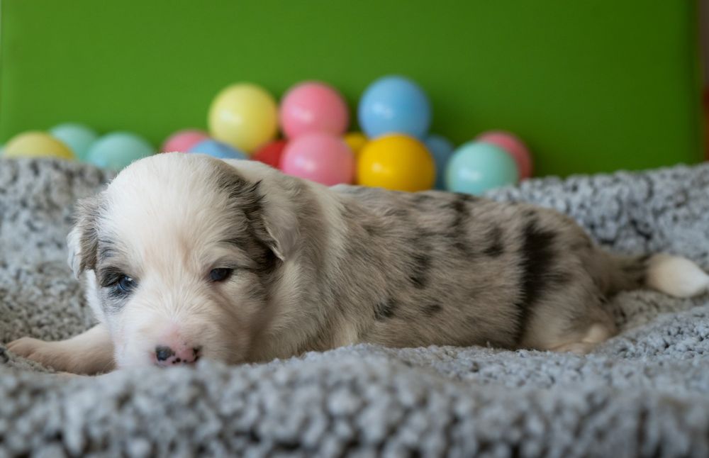 Border collie szczeniak suczka ZKwP/ FCI