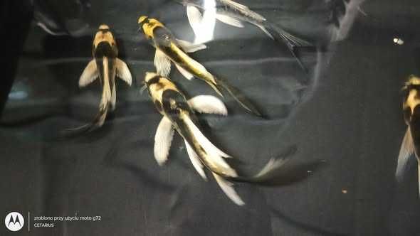 Ryby Karp Butterfly kabuto motyl ( Koi Cyprinus Carpio). Cetarius