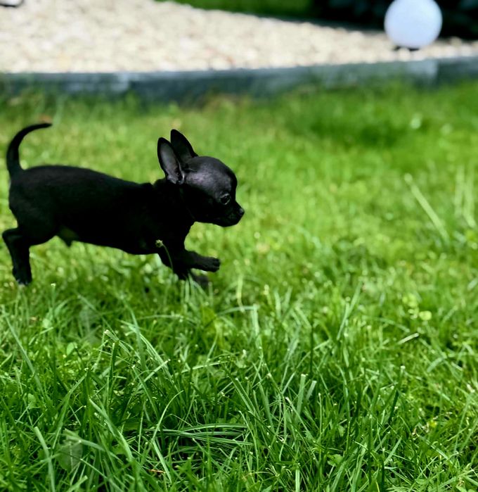 Szczenięta chihuahua piesek
