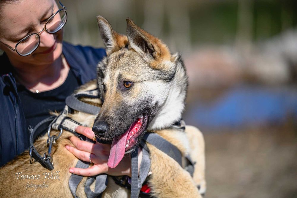 Proludzka wesoła roczniaczka do adopcji