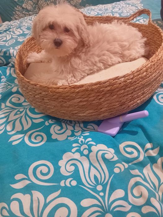 Maltipoo, suczka