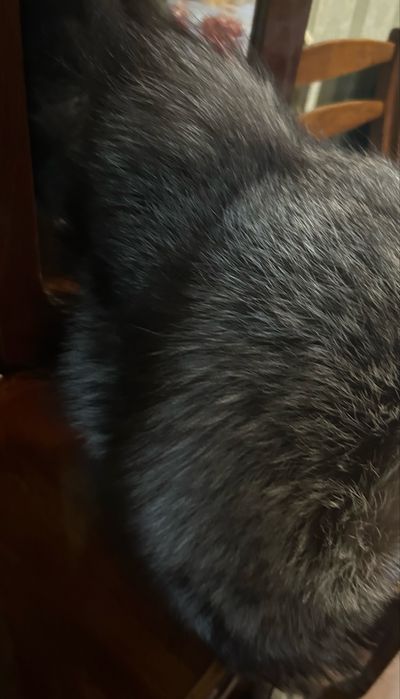 Капор из чернобурки на завязках с бубонами