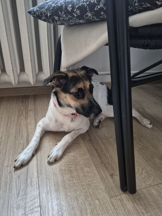 Młoda suczka do adopcji