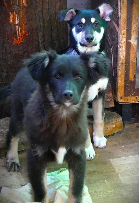 Цуценята в добрі руки!