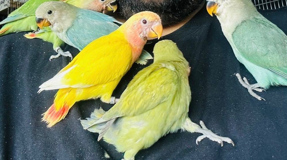 Agapórnis Kakarikis caturras Piriquitos ingleses para acabar de criar