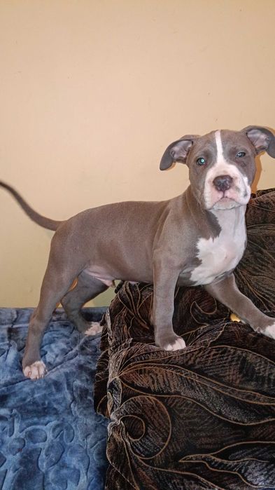 Amstaff błękitny samiec blue