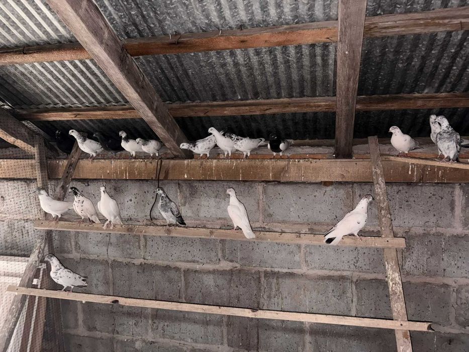 Sprzedam Gołębie Mamki