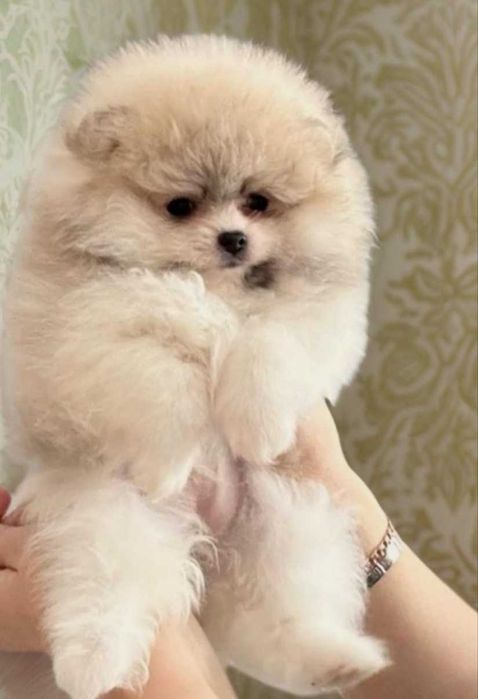 Померанская девочка мишка.