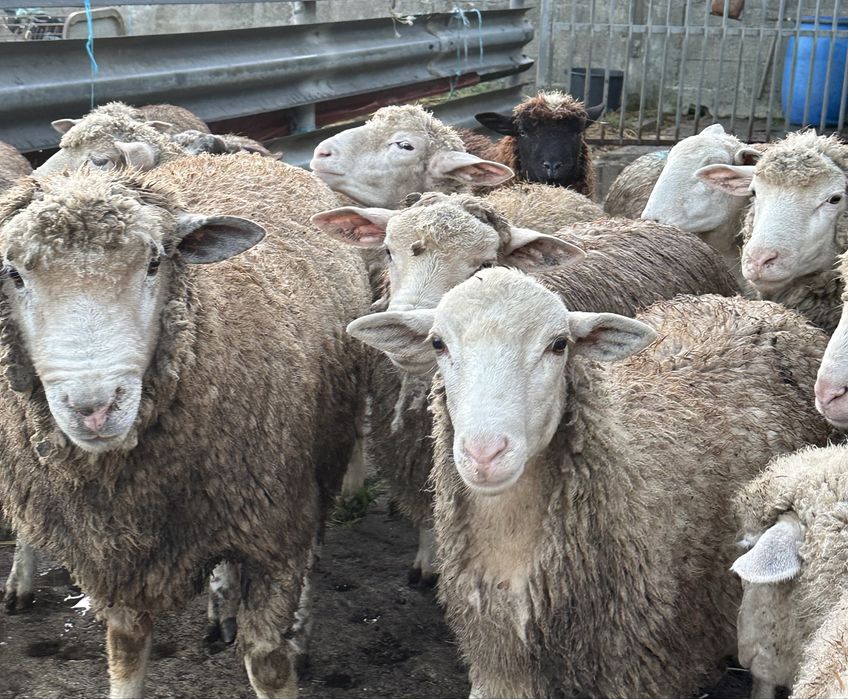 Borregas e borregos  ( p3 , île de france , merino ) 5/6 meses