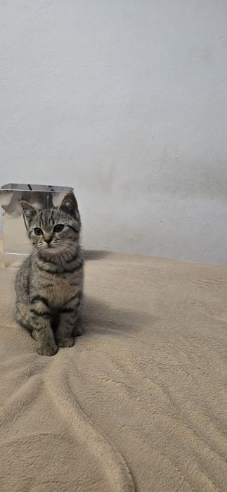Кошеня шотланська порода (дівчинка та хлопчик))