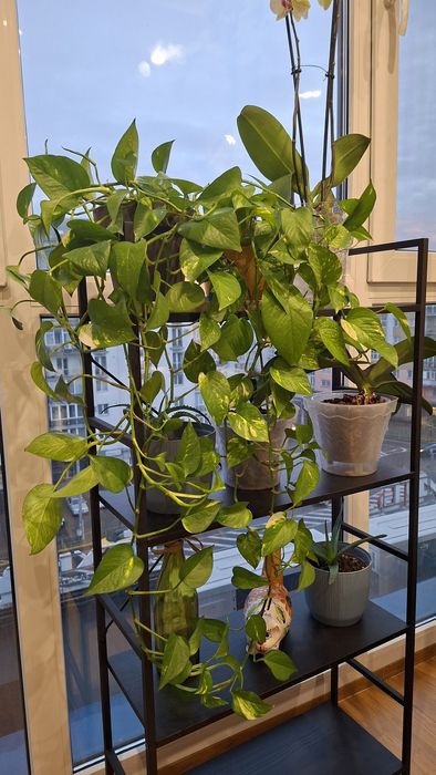 Сциндапсус або епіпремнум