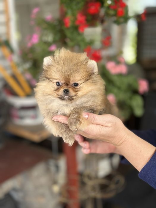 Курносий міні хлопчик