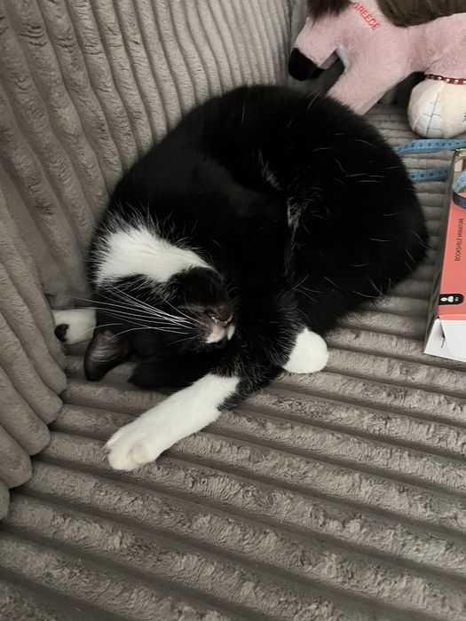 Oddam kota do dobrego domu