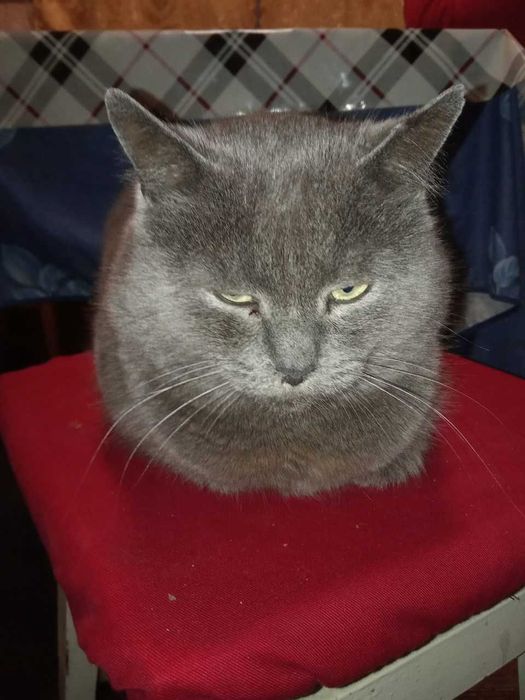 Пропал кот Кузя Житомир