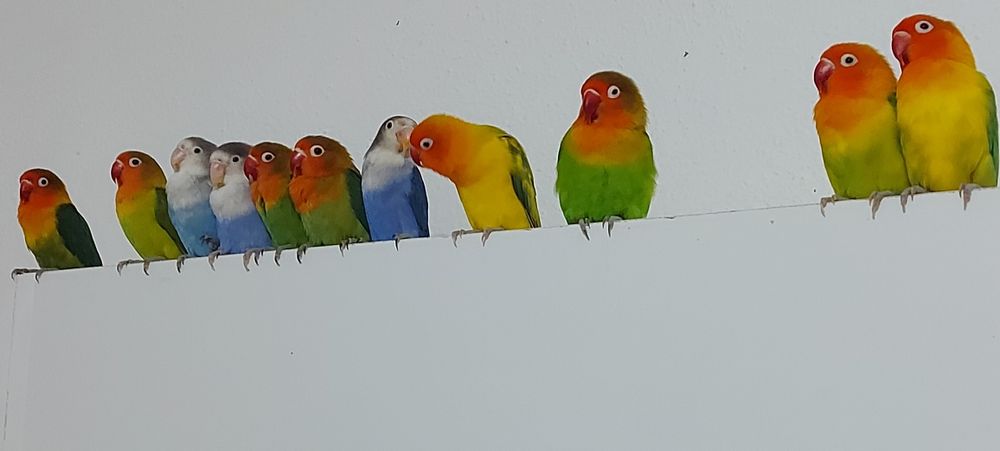 Agapórnis Fischer Opalino.