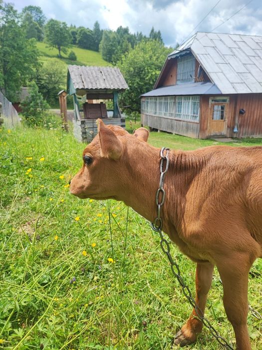 Продамо телят !!!