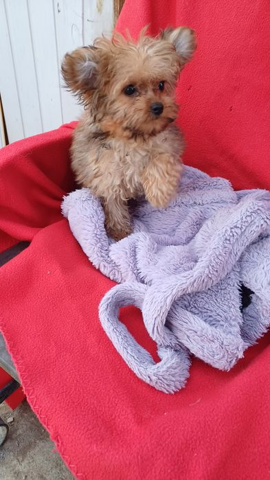 Міні хлопчик -йоркширський тер'єр.