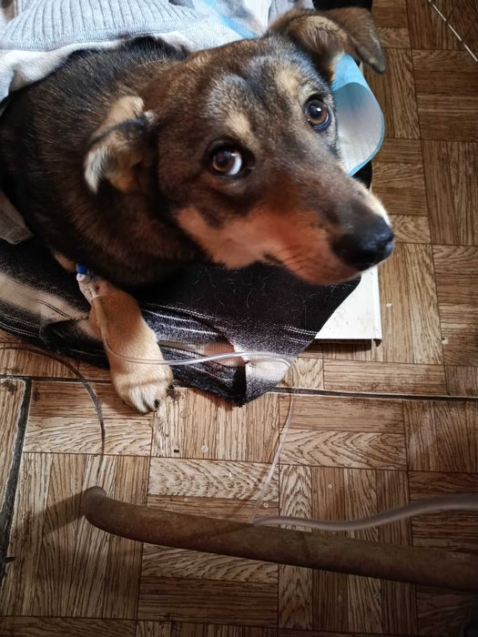 Безпритульна дівчинка 6 місяців , ніжна, розумна, шукає люблячу родину