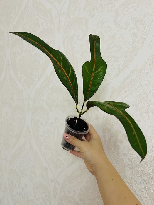 Надлишки колекційних кротонів EXETER (ексетер)