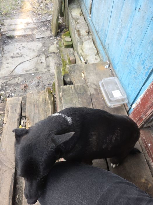 Віддам собаку дівчинку