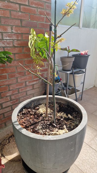 Vaso grande kinda home com planta