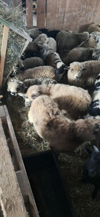 Sprzedam piękne jagnięta