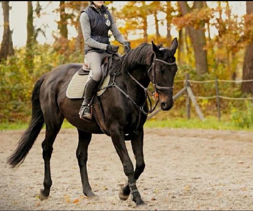 Piękna klacz do sportu.