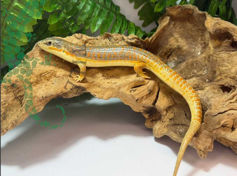 Scynk berberyjski scynki berberyjskie nie agama nie gekon Warszawa