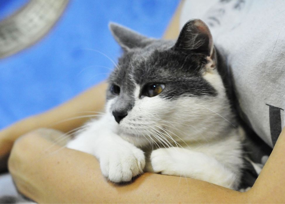 Добрая Кошечка Санни ищет  семью!