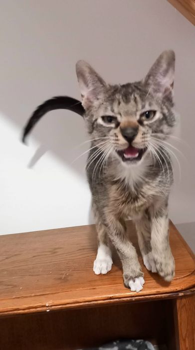 Kotek Simba szuka swojego domku na zawsze