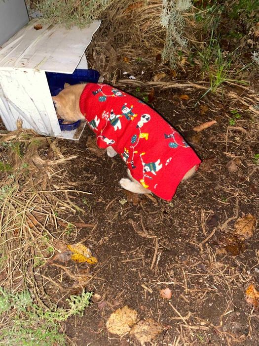 Gatinho para adoção responsável