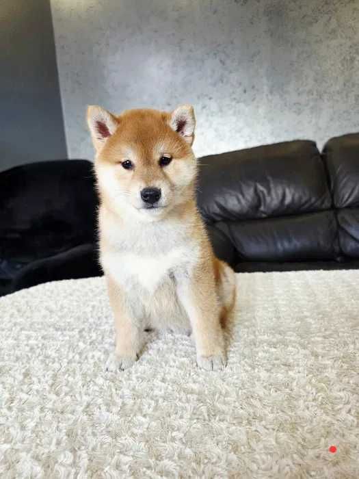 Shiba Inu disponível
