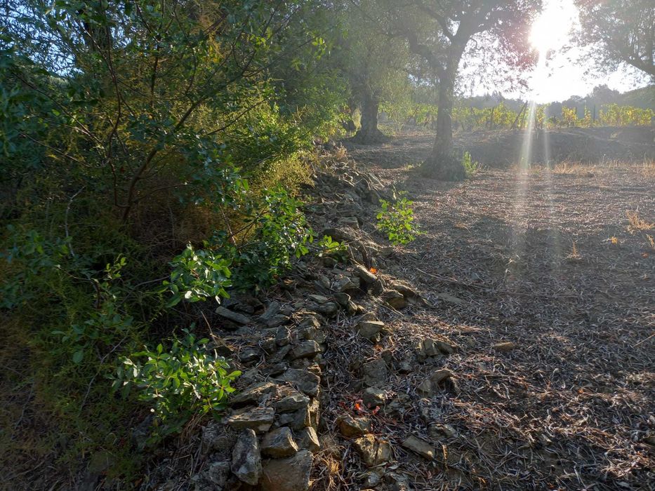 Terreno Rústico - Vacalar, Armamar