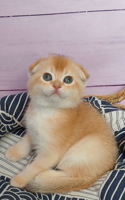 Котики золотої шиншили