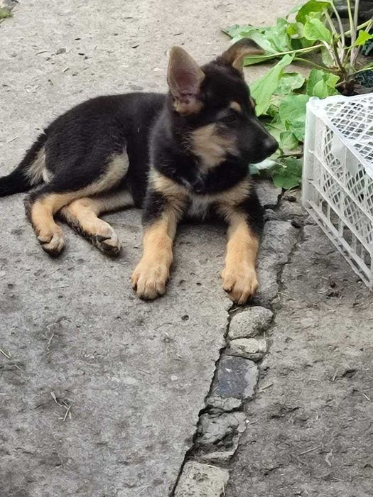 Цуценя німецької вівчарки (2 міс.)