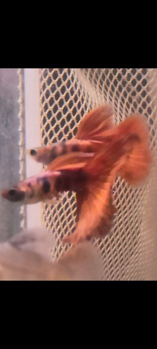 Gupiki Red Black Tiger