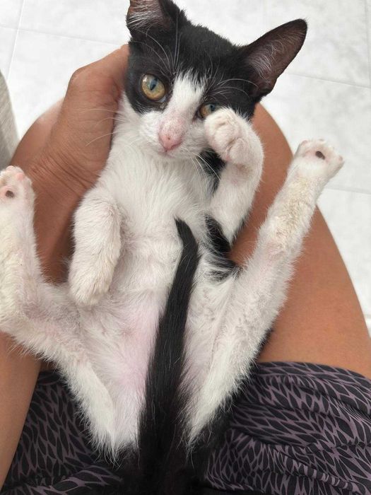 Gato bebé para adoção consciente