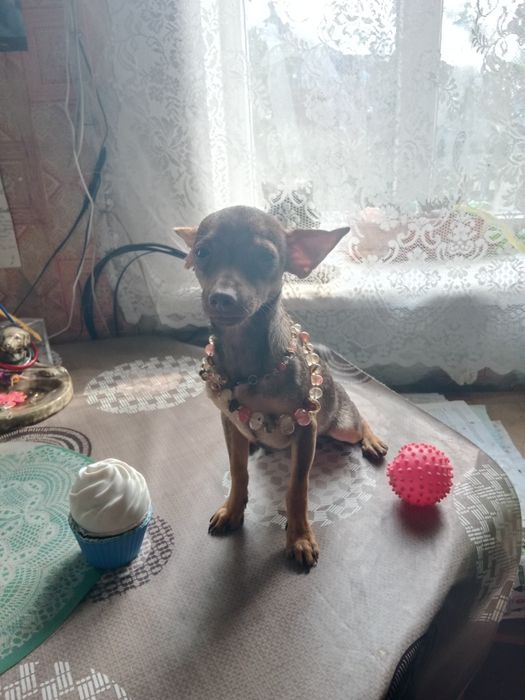 Дівчінка міні той терьер